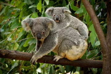 Foto op Canvas Koala - Phascolarctos cinereus on the tree in Australia, eating, climbing on eucaluptus. Cute australian typical iconic animal on the branch eating fresch eucalyptus leaves with its child © phototrip.cz