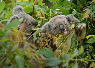 Koala - Phascolarctos cinereus on the tree in Australia, eating, climbing on eucaluptus. Two cute australian typical iconic animal on the branch eating fresch eucalyptus leaves