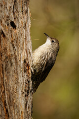 White-throated treecreeper (Cormobates leucophaea), an interesting small brown bird from eastern Australia. Tiny camouflaged bird sitting on the tree trunk with colorful background