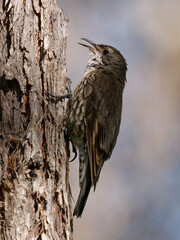 White-throated treecreeper (Cormobates leucophaea), an interesting small brown bird from eastern Australia. Tiny camouflaged bird sitting on the tree trunk with colorful background