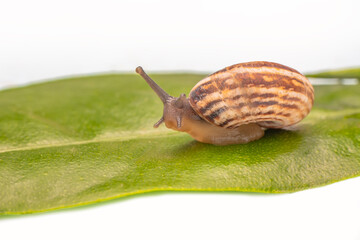 Close up  beautiful Snail in the garden