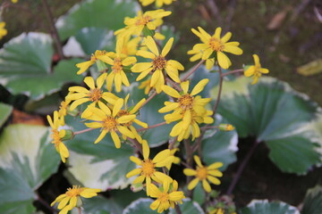 冬に鮮やかな黄色の花を咲かせている「ツワブキ」