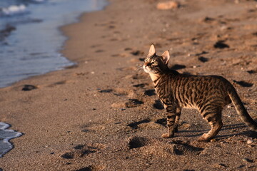 Fototapeta na wymiar a beautiful striped cat walks on the beach by the sea