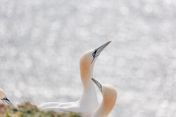 Gannets breeding on Island Helgoland in North Sea of Germany
