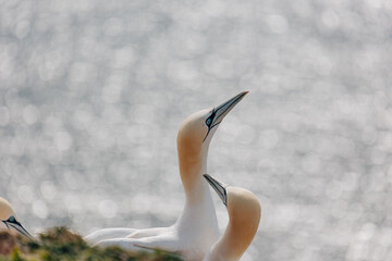 Gannets breeding on Island Helgoland in North Sea of Germany