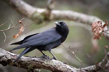 Cades Cove Raven