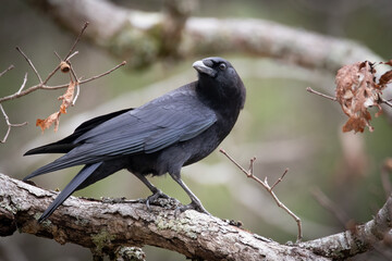 Cades Cove Raven