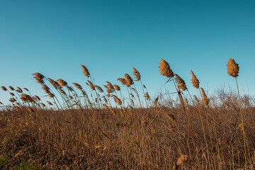 Marais de camargue r&eacute;serve naturelle du scamandre