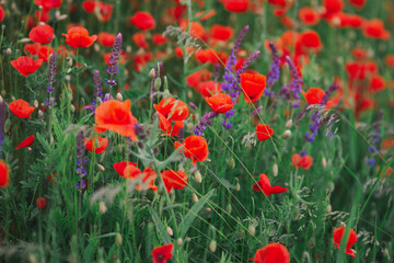 Fototapeta na wymiar Summer blooming colorful field with bright wildflowers like red poppies and lavender with green buds and stems, idyllic place in countryside, beautiful rural landscape and background
