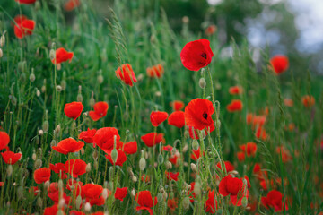 Fototapeta na wymiar Blooming colorful field with bright wildflowers red poppies with green buds and stems in summer, idyllic place in countryside, giving harmony and serenity, beautiful natural landscape and background