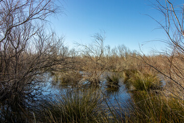 Marais de camargue