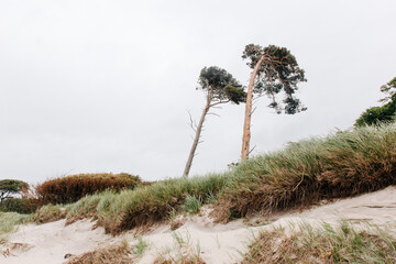 scenic trees on the west beach in the Darß nature reserve Germany