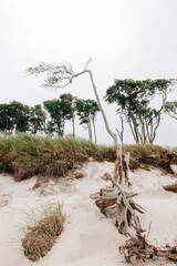 scenic trees on the west beach in the Darß nature reserve Germany