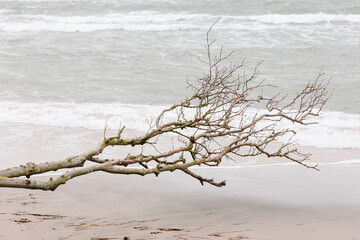 scenic trees on the west beach in the Darß nature reserve Germany