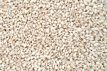 Barley grain background. Close up