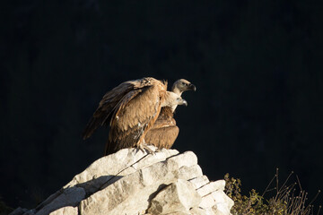 Buitres Leonados sobre roca del Barranc de Cint, Alcoy, projecte Canyet