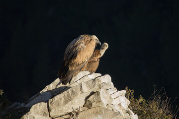 Buitres Leonados sobre roca del Barranc del Cint de Alcoy, Projecte Canyet