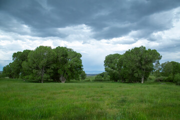 Obraz premium Trees Under Storm Clouds
