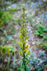 A beautiful goldenrod, a yellow flowering plant in the family of Asteraeae, seen in a natural wild setting in Minnesota.
