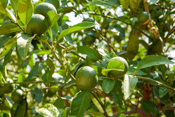 Orange garden background. Green fruits and leafs of the tangerine tree for publication, design, poster, calendar, post, screensaver, wallpaper, postcard, banner, cover, website. High quality photo