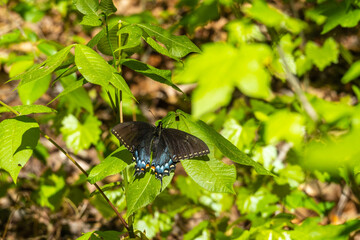 butterfly on a leaf