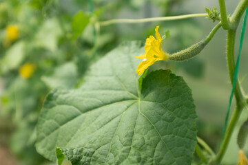 Cucumber plants with green gherkins and yellow flowers in greenhouse, closeup. Organic food. Ripening cucumbers for publication, poster, screensaver, wallpaper, banner, cover, post. High quality photo