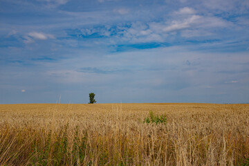 Weizenfeld