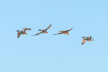 Obraz premium A group of four Northern Shoveler ducks flying in formation against a clear blue sky.