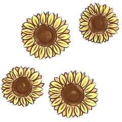 Girasoles ilustración con transparencia