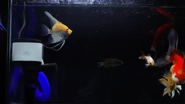 stock footage of nice fish full color aquarium.