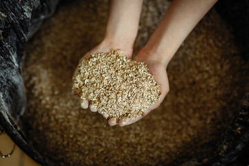 Handful of ground barley malt in brewer's hands - part of a process of craft beer production  in home brewery, using grain as natural ingredient for brewing homemade ales (ipa, apa) and lagers - obrazy, fototapety, plakaty