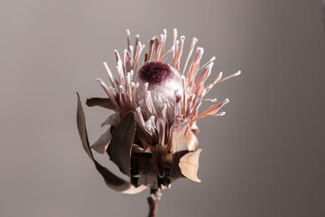 Elegant beautiful dark dried protea flower. Minimal floral composition. Dry exotic flower Protea on...