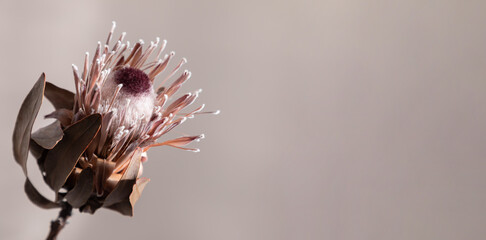 Elegant beautiful dark dried protea flower. Minimal floral composition. Dry exotic flower Protea on...