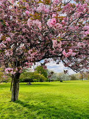 pink cherry blossom tree in the park in spring