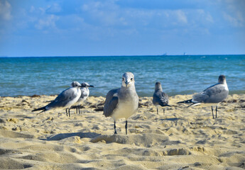 Retrato de una gaviota, Playa del Carmen; Mexico.