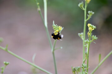Abejorro en una flor