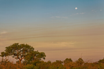 South African Jungle Preserve Sunset