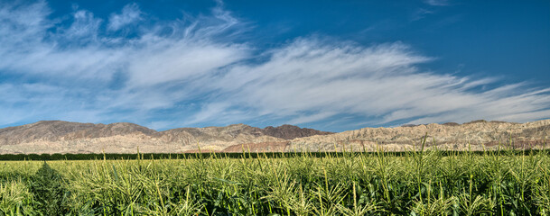 Fototapeta na wymiar Agricultural Field and Mountain Backdrop