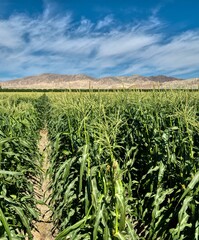Corn field in the morning