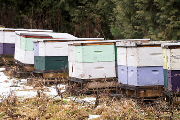 Fototapeta na wymiar Multicolored bee hives in a partially snow covered field in mid winter in rural Ontario Canada.