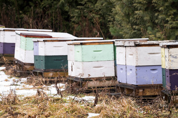 Multicolored bee hives in a partially snow covered field in mid winter in rural Ontario Canada.