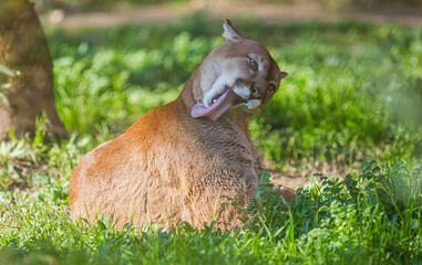 Puma (Puma concolor), one of the world's top five wildest cats in the South and North American...