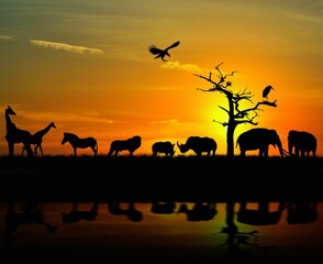 Obraz na płótnie Canvas Wildlife Animals Sunset