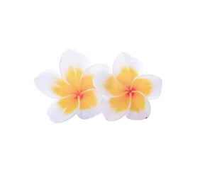 Frangipani flower isolated on transparen t png