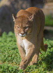 Puma (Puma concolor), one of the world's top five wildest cats in the South and North American continent, is also known as an aggressive animal.