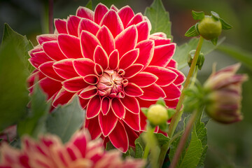 Single flower in a bloom, Giverny gardens at springtime, France