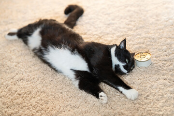 cat food in a tin can and a beautiful black and white cat on the carpet.