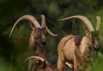 Wild goats are one of the most important mammals of mountainous and forested areas. © selim