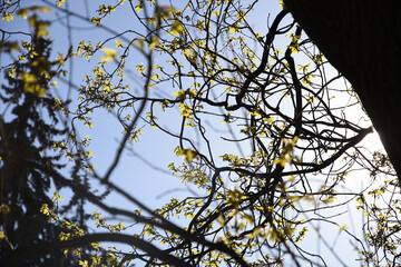 Branches of a tree