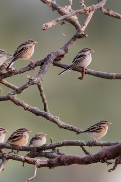 panoramic photo with a group of small funny birds sparrows sit on a branch in different poses in a winter Park - generative ai